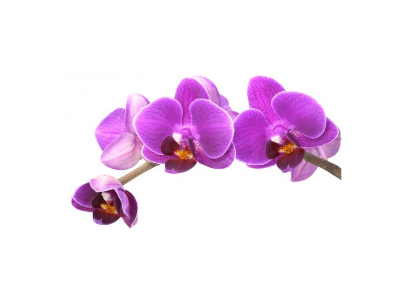 Exposition d'orchidées